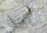 Pair Of Crinoids (Platycrinites) - Huntsville, Alabama #57032-2